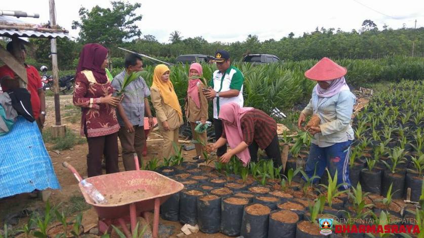 DHARMASRAYA SEGERA MILIKI KEBUN EDUKASI KELAPA SAWIT