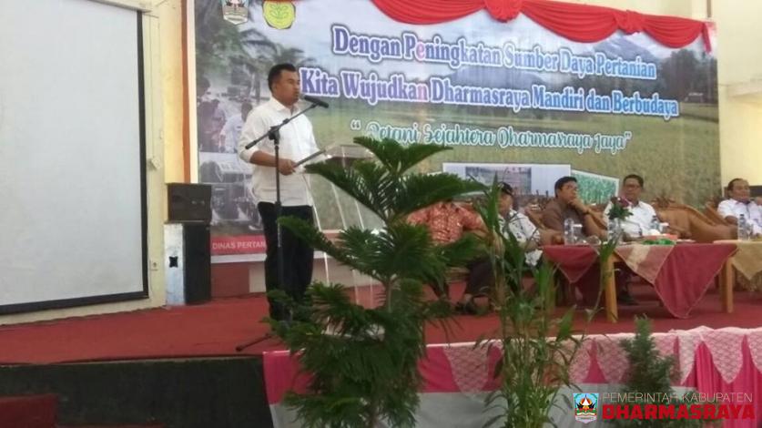 DHARMASRAYA SIAP JADI LUMBUNG PADI DAN JAGUNG