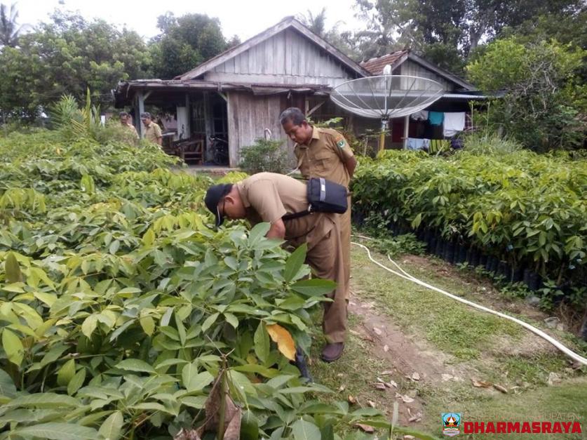 DISTAN SALURKAN BANTUAN BIBIT KARET DAN KELAPA SAWIT.