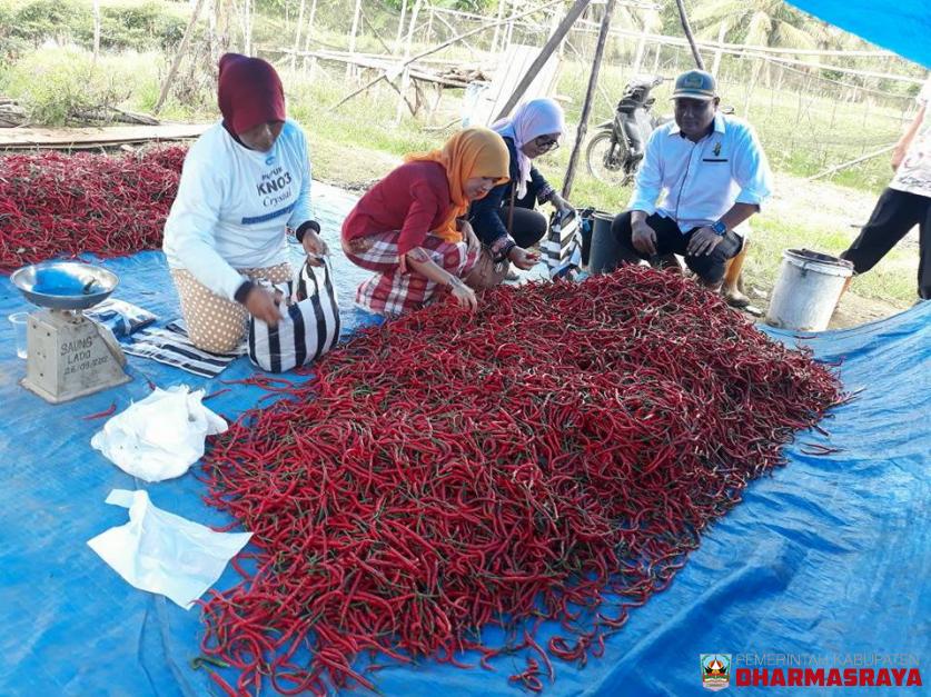 MENJEMPUT ASPIRASI PETANI DENGAN CARA BLUSUKAN