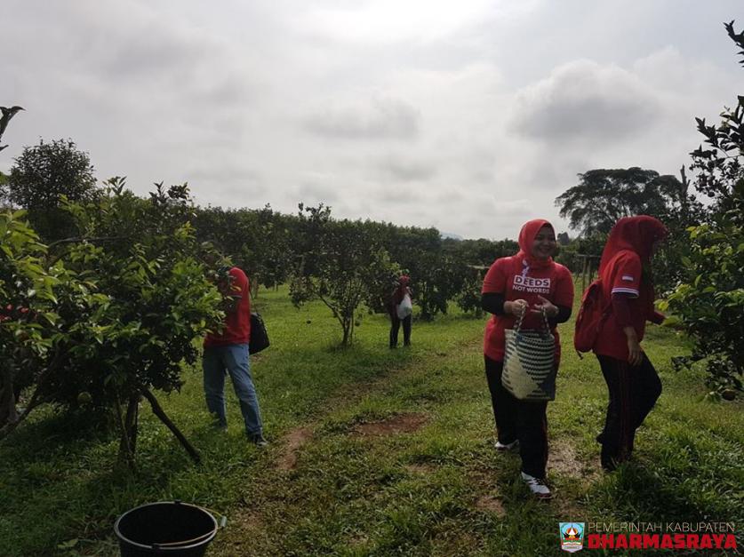 MENYIGI POTENSI AGROWISATA JERUK SIGUNTUR