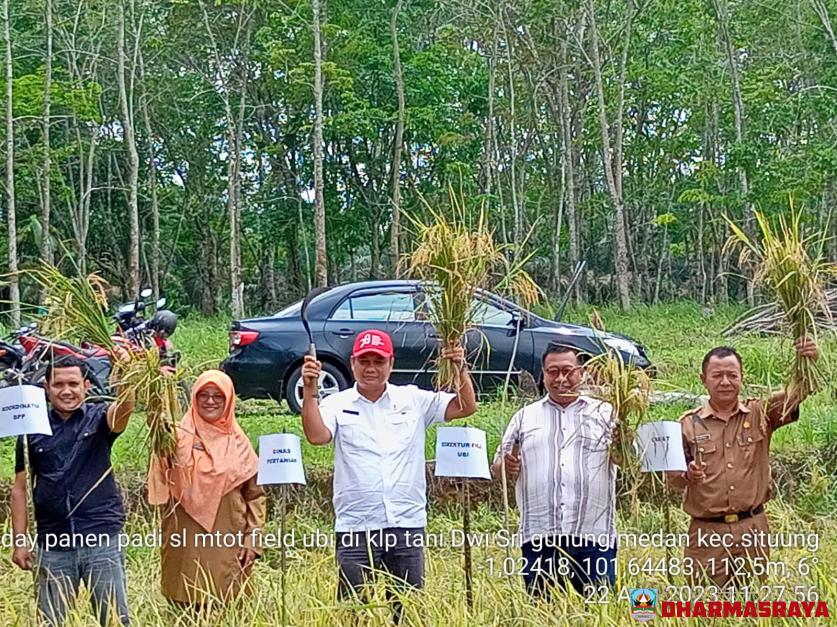 Sekolah Lapangan Mulsa Tanpa Olah Tanah